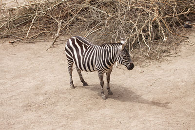 Zebra standing on a field