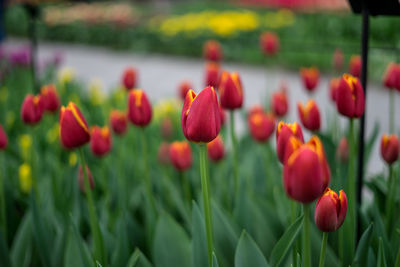 Close-up of red tulips in field