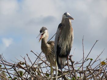 Low angle view of two blue herons perching against sky
