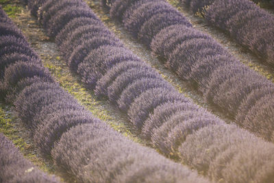 Full frame shot of plant growing on field