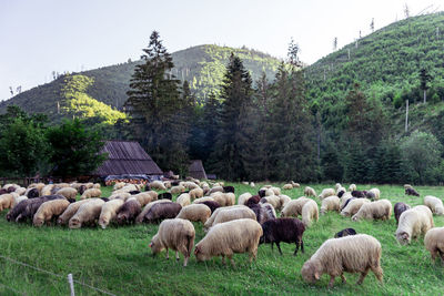 Sheep grazing on field