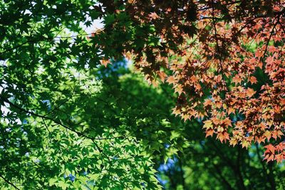 Low angle view of trees in forest