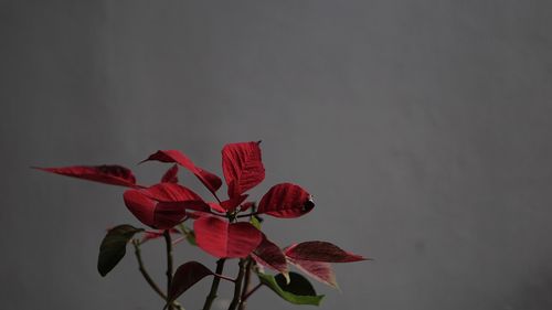 Close-up of red plant