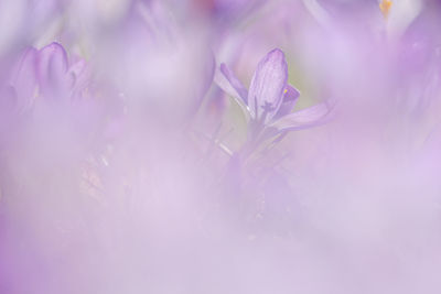 Close-up of pink crocus flowers