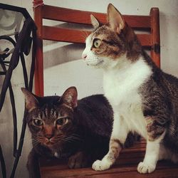Portrait of cat