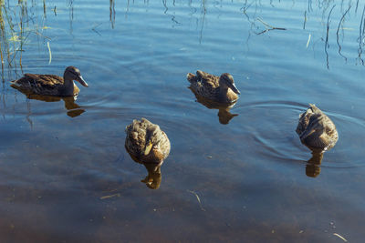 High angle view of duck swimming in lake