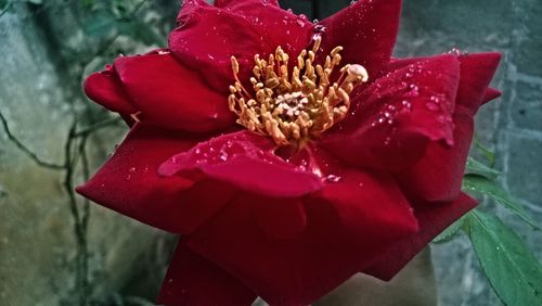 Close-up of red rose