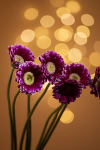 Close-up of purple flowering plants