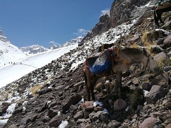 Donkeys on rocky mountain