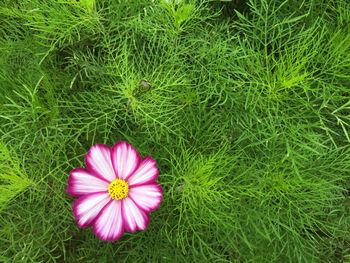 Close-up of pink flowers blooming in field