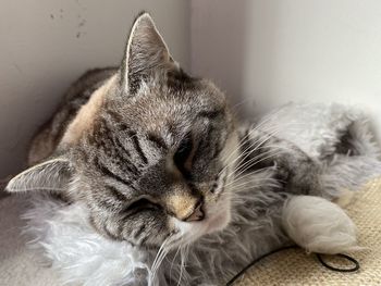 Close-up of a sleeping cat