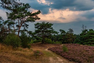 Trees on field against sky during sunset