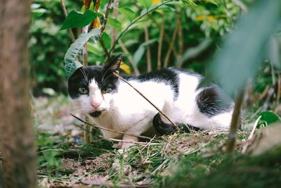 View of cat sitting on twigs