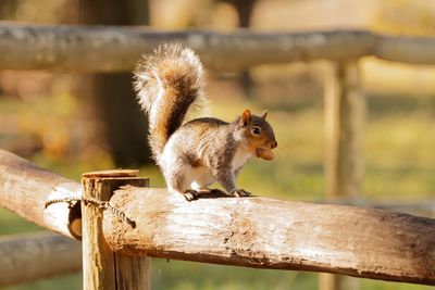 Close-up of squirrel on tree branch