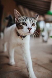 Close-up portrait of a cat