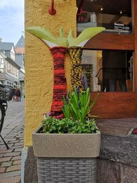 Potted plants for sale in market