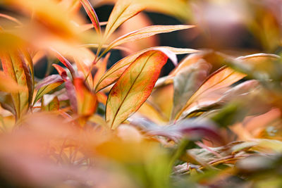 Close-up of fresh autumnal looking leaves, photo taken with a nikon d7500 using a sigma 105mm lens