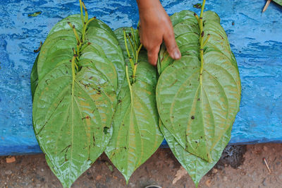 Cropped hand of person holding leaves