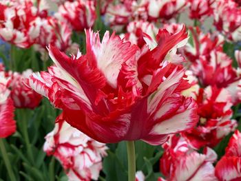 Close-up of red flowering plant