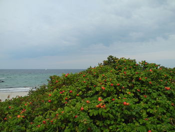 Flowering plants by sea against sky