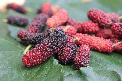 Close-up of mulberry 