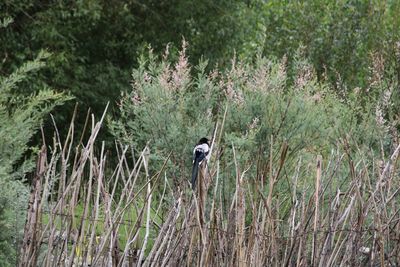 Rear view of person in forest