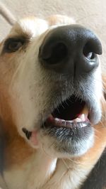 Close-up portrait of a dog