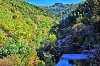 Scenic view of river amidst trees in forest