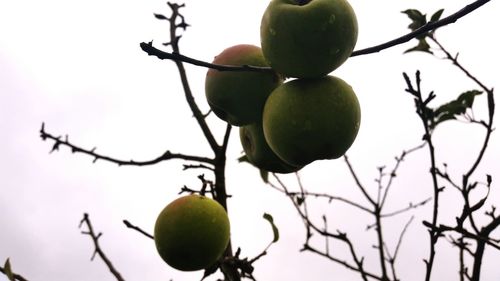 Low angle view of fruits on tree