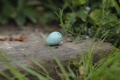 Close-up of fresh ball on field