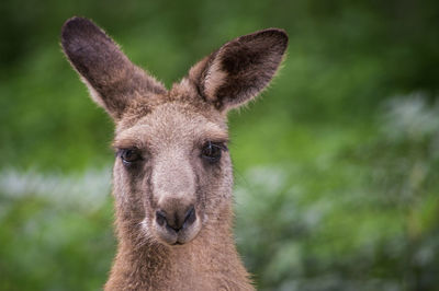 Close-up portrait of an animal