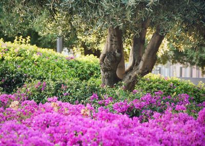 Close-up of flowers in park