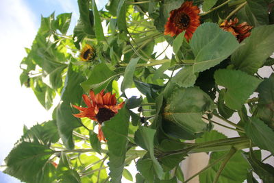 Close-up of flowers blooming outdoors
