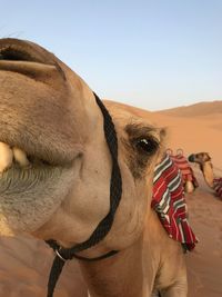 View of a camel in the desert