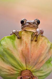 Close-up of frog on lotus flowers