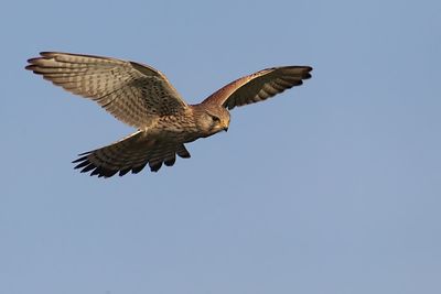 Low angle view of a falcon flying in sky