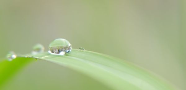 Close-up of water drops on green leaves