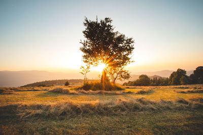 Setting sun streams through an old single oak tree. trinec, beskydy mountains, czech republic.