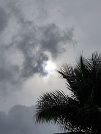 Low angle view of palm tree against sky