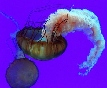 Close-up of jellyfish swimming in sea