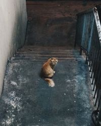 High angle view of cat sitting on steps