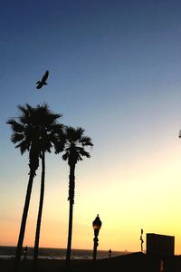 Silhouette palm trees at beach against sky during sunset