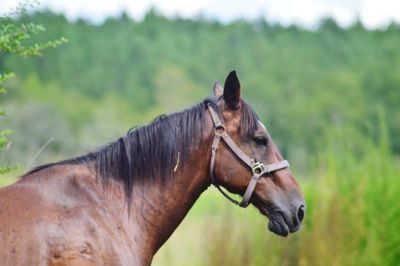 Horse in the field