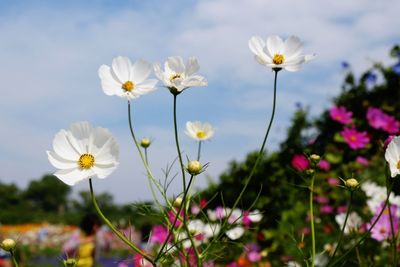 Close-up of white cosmos flowers blooming against sky