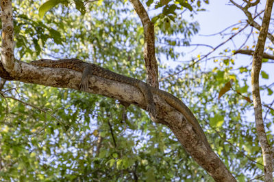 Low angle view of a tree