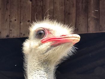 Close-up of ostrich