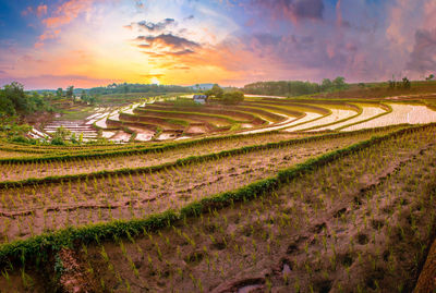 Scenic view of agricultural field against sky during sunset