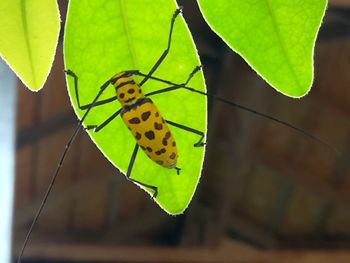 Close-up of butterfly on leaf