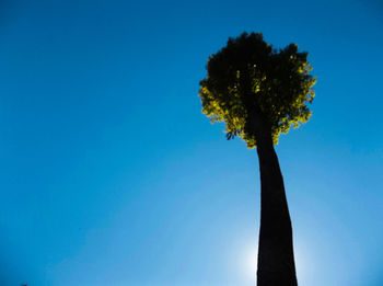 Low angle view of tree against clear blue sky
