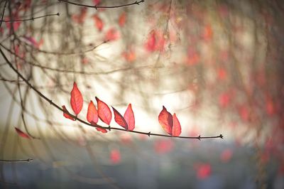 Low angle view of red flowers against sky